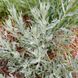 Полин луїзіанський рослина, Artemisia ludoviciana 3