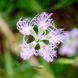 Гвоздика пышная семена, Dianthus superbus seeds 2