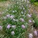 Гвоздика пышная семена, Dianthus superbus seeds 4