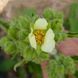 Лапчатка фисса семена, Potentilla fissa seeds 1