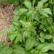 Лапчатка фисса семена, Potentilla fissa seeds 4