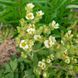Лапчатка фисса семена, Potentilla fissa seeds 2
