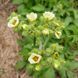 Лапчатка фисса семена, Potentilla fissa seeds 3