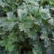 Полин гіркий насіння, Artemisia absinthium seeds 2