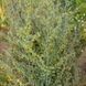 Полин гіркий насіння, Artemisia absinthium seeds 1