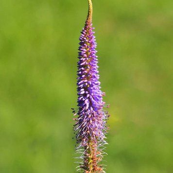 Веронікаструм сибірський рослина, Veronicastrum sibiricum