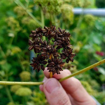 Любисток лекарственный семена, Levisticum officinale seeds