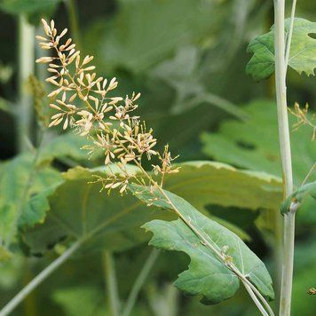 Маклея серцеподібна насіння, Macleaya cordata seeds