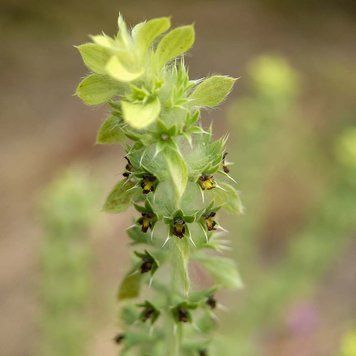 Залізниця гірська насіння, Sideritis montana seeds