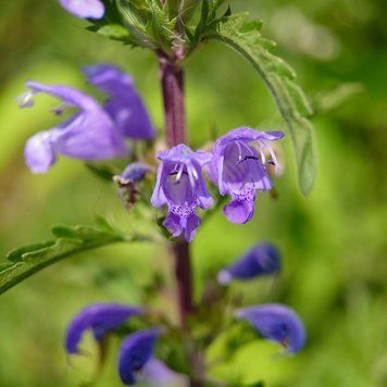Змееголовник молдавский семена, Dracocephalum moldavica seeds