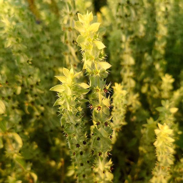 Залізниця гірська насіння, Sideritis montana seeds