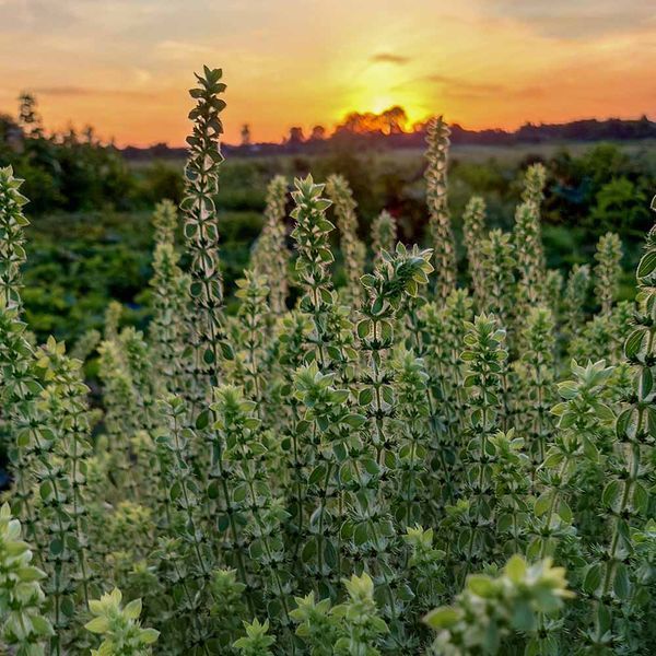 Залізниця гірська насіння, Sideritis montana seeds