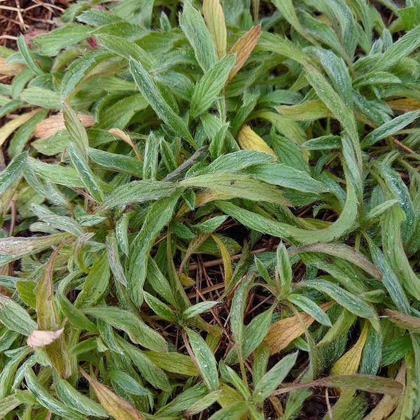Залізниця гірська насіння, Sideritis montana seeds