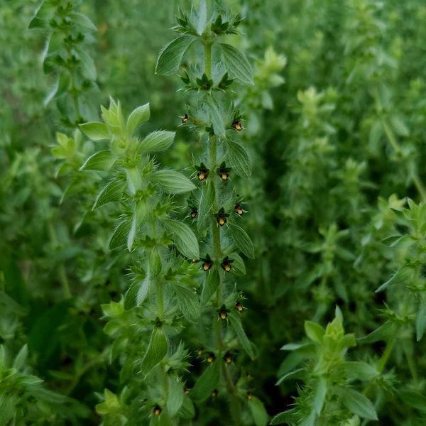 Залізниця гірська насіння, Sideritis montana seeds