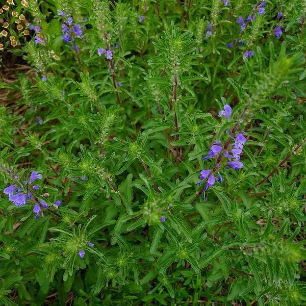 Змееголовник молдавский семена, Dracocephalum moldavica seeds