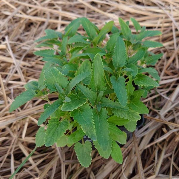 Змееголовник молдавский семена, Dracocephalum moldavica seeds