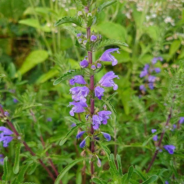 Змееголовник молдавский семена, Dracocephalum moldavica seeds