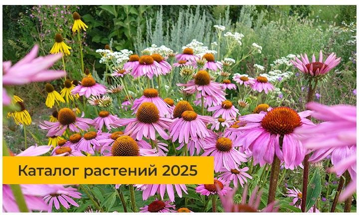 Главный баннер 960