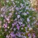 Гвоздика пышная растение, Dianthus superbus 3