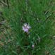 Гвоздика пышная растение, Dianthus superbus 5