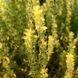 Залізниця гірська насіння, Sideritis montana seeds 4