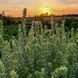 Залізниця гірська насіння, Sideritis montana seeds 2