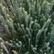 Залізниця гірська насіння, Sideritis montana seeds 5