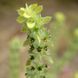 Залізниця гірська насіння, Sideritis montana seeds 1
