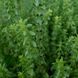 Залізниця гірська насіння, Sideritis montana seeds 6