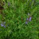 Змееголовник молдавский семена, Dracocephalum moldavica seeds 4