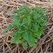 Змееголовник молдавский семена, Dracocephalum moldavica seeds 3