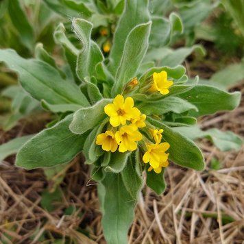 Алкана восточная семена, Alkanna orientalis seeds