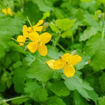 Чистотіл звичайний насіння, Chelidonium majus seeds