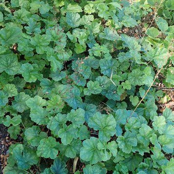 Гейхера американская семена, Heuchera americana seeds