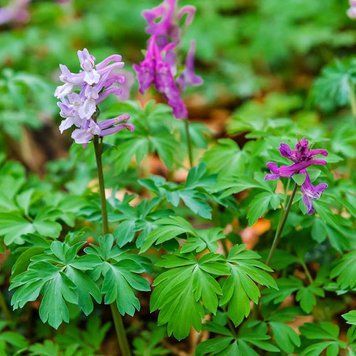 Ряст порожнистий насіння, Corydalis cava seeds