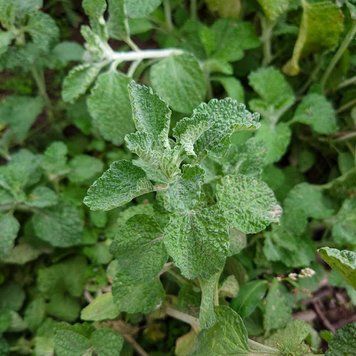 Шандра обыкновенная семена, Marrubium vulgare seeds