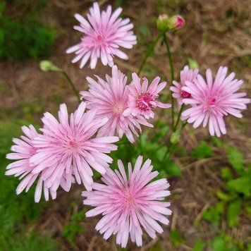Скерда красная семена, Crepis rubra seeds