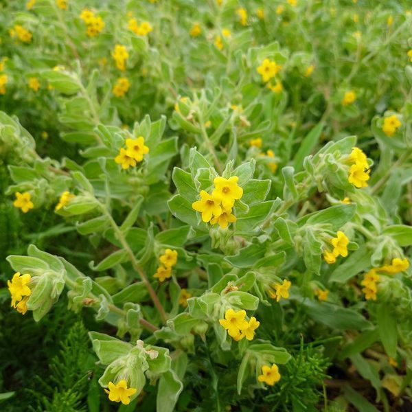 Алкана восточная семена, Alkanna orientalis seeds