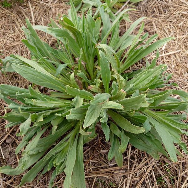 Алкана восточная семена, Alkanna orientalis seeds