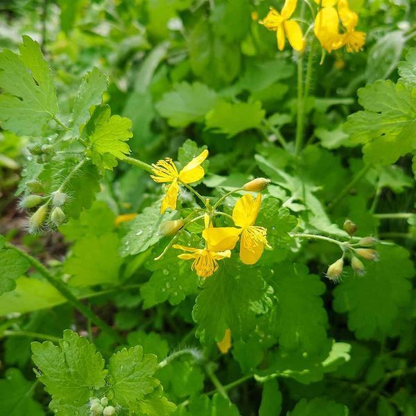 Чистотіл звичайний насіння, Chelidonium majus seeds