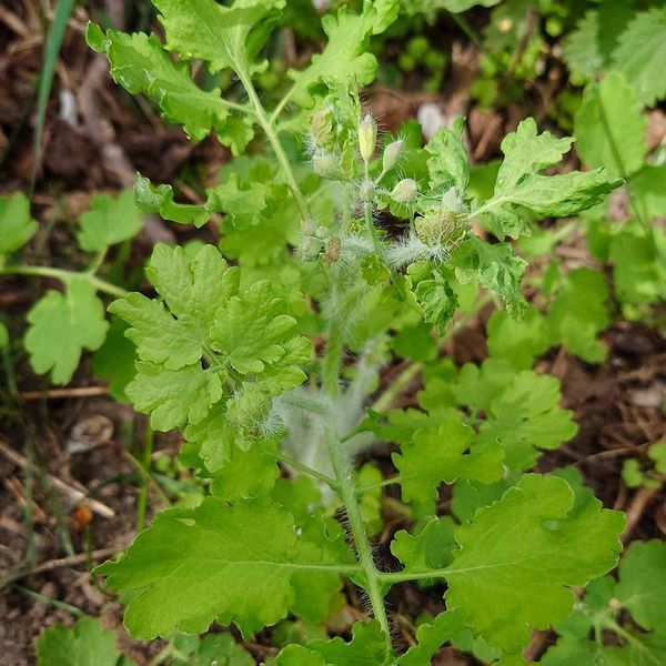 Чистотіл звичайний насіння, Chelidonium majus seeds