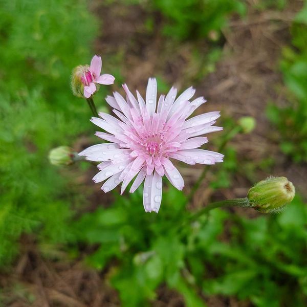 Скерда красная семена, Crepis rubra seeds
