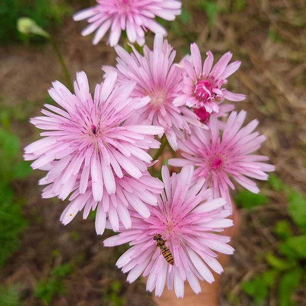 Скерда красная семена, Crepis rubra seeds