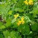Чистотіл звичайний насіння, Chelidonium majus seeds 2