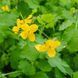 Чистотіл звичайний насіння, Chelidonium majus seeds 1