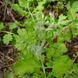 Чистотіл звичайний насіння, Chelidonium majus seeds 3