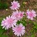 Скерда красная семена, Crepis rubra seeds 1