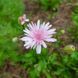Скерда красная семена, Crepis rubra seeds 3