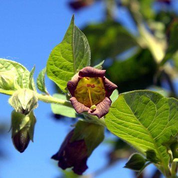 Беладона звичайна насіння, Atropa belladonna seeds