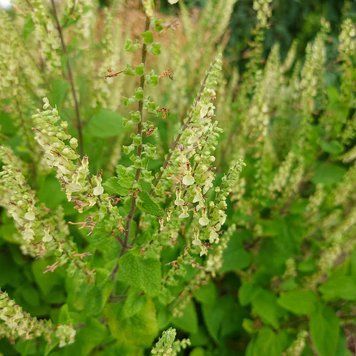 Дубровник шалфейный семена, Teucrium scorodonia seeds